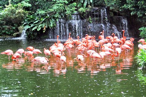 flamingo hotel wildlife habitat|WILDLIFE HABITAT .